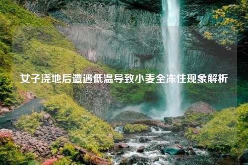 女子浇地后遭遇低温导致小麦全冻住现象解析